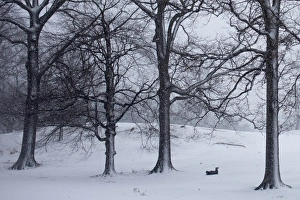 Snowy Scenery Drucke: RTR3DIMH