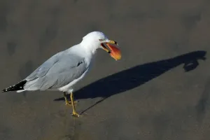 Beach Bird Photography Drucke: A seagull casts a shadow on the sand as it eats something it found on the sand