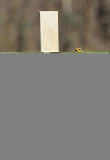 David Tipling Images Drucke: 002022