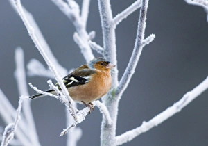 Winter Landscape Photography Tips Drucke: 002797