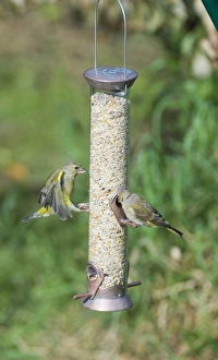 Bird Feeding Station Drucke: 002939