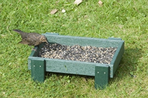 Bird Feeding Station Drucke: 002979