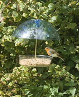 Drucke von 003032 Robins Drucke: 003032