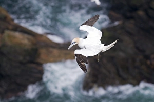 Gannet In Flight Drucke: 003687