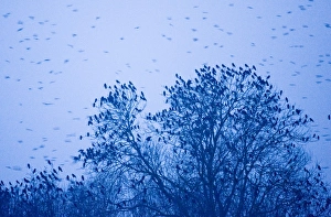 Soft Focus Nature Photography Drucke: 003768