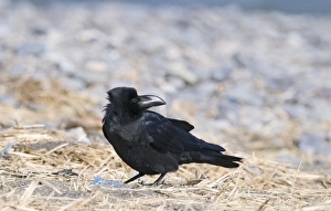 Raven Bird Drucke: 003880