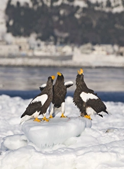 Drucke von 004072 Stellerseeadler Drucke: 004072