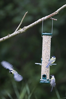 Woodland Birds Drucke: 004393