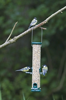 Bird Feeder Photos Drucke: 004397