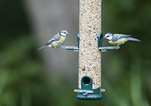 Wildlife Garden Photography Drucke: 004399