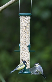 Woodland Bird Photography Drucke: 004400