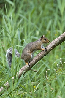 Eastern Gray Squirrel Drucke: 004402