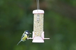 Bird Feeding Station Drucke: 004403