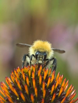 Bee Pollinating Flowers Drucke: 004408