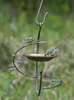 Garden Wildlife Photography Drucke: 004411