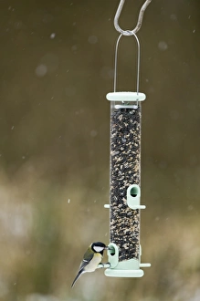 Bird Feeding Station Drucke: 005028