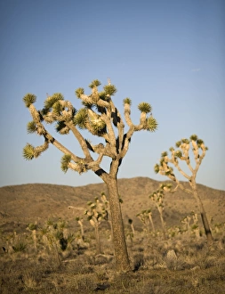 Mojave Desert Scenery Drucke: 005218
