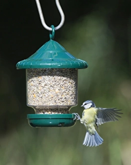 Blue Tit Bird Drucke: 005647