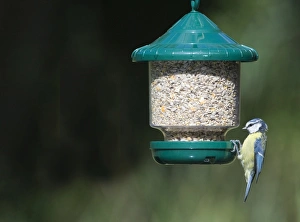 Blue Tit Bird Drucke: 005648