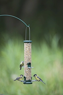 Bird Feeder Drucke: 005650