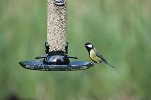 Bird Feeder Photography Drucke: 005691