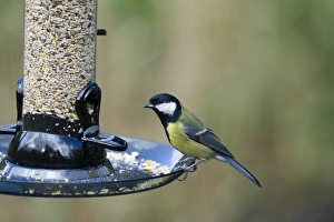 Bird Feeder Photos Drucke: 005693
