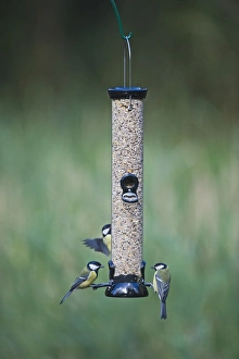 Nature Scene Drucke: 005700