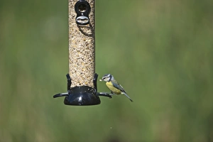 Serene Bird Photography Drucke: 005701