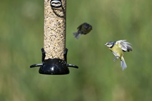 Bird Feeder Photography Drucke: 005703