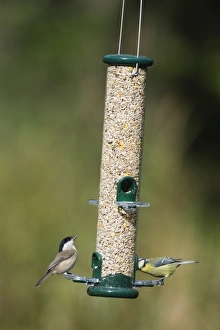Parus Major Bird Species Drucke: 005712