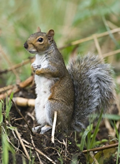 Curious Squirrel Drucke: 005713