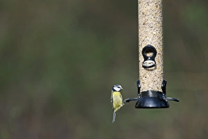 Bird Feeding Station Drucke: 005789