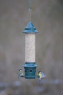 Wildlife Feeding Station Drucke: 005867