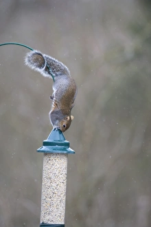 Urban Squirrel Behavior Drucke: 005871