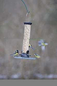 Natural Habitat For Birds Drucke: 005877