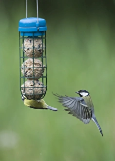 David Tipling Images Drucke: 005985