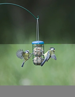 Wildlife Photographer David Tipling Drucke: 005986