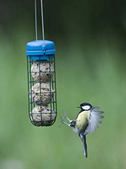 David Tipling Images Drucke: 005987