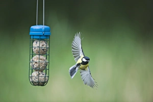 David Tipling Images Drucke: 005988