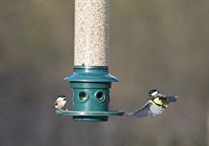Bird Feeder Photography Drucke: 006272