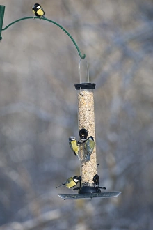 Vibrant Bird Photography Drucke: 006282