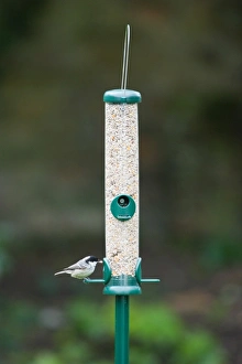 Bird Feeder Photos Drucke: 006462