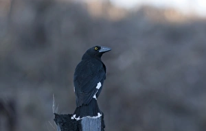 Australian Native Birds Drucke: 007067
