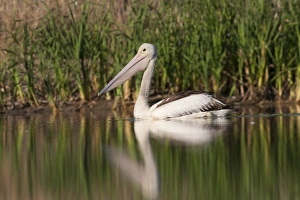 Australian Wildlife Pictures Drucke: 007068