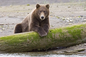 Brown Bear In Nature Drucke: 01040dt