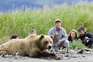 Grizzly Bear Alaska Drucke: 01043dt