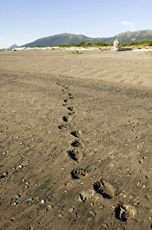 Drucke von Braunbär Ursus arctos Fußspuren im Sand entlang der Küstenkrähe an einem Creek in Alaska, Katmai Bilder Datiert 2005 August: 01045dt