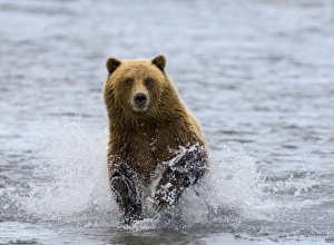 Salmon Fishing Bears Drucke: 01049dt