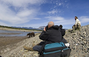 Grizzly Bear Alaska Drucke: 01050dt