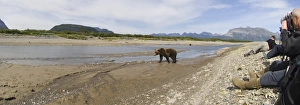 Grizzly Bear Alaska Drucke: 01051dt